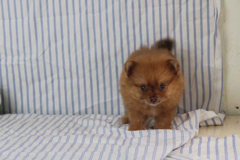 puppy, for, sale, Pomeranian, Matthew B. Stoltzfus, dog, breeder, Gap, PA, dog-breeder, puppy-for-sale, forsale, nearby, find, puppyfind, locator, puppylocator, aca